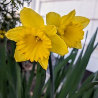 Dutch Master Daffodil Thumbnail